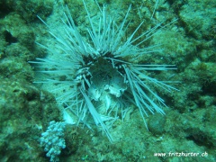 Echinothrix calamaris (Calamarisseeigel), Skelett